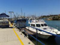 Seal Island, Shark Cage Diving & Whale Watching Tours